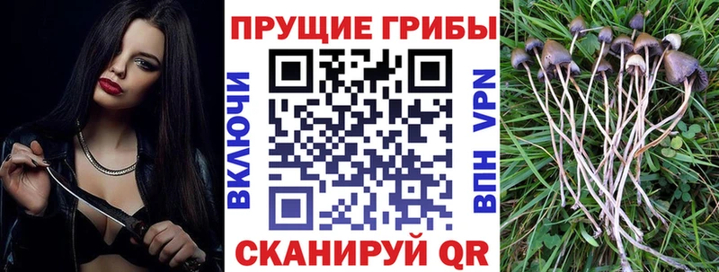 Галлюциногенные грибы GOLDEN TEACHER  где купить наркотик  Кизилюрт 